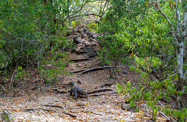 Fantastic Komodo dragon on the Komodo National Park
