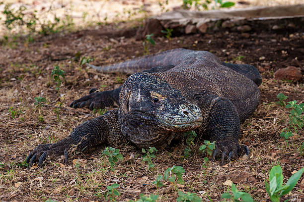 Dragon fro from Komodo Island