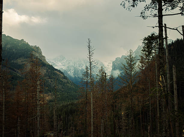 Misty Mountain Valley With Bare Trees Under Overcast Sky. SnowCapped Peaks Loom Beyond Dead Pines, Low Clouds