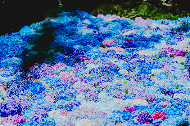 Hydrangeas in Ibaraki Prefecture in June 2025