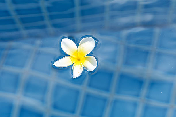 A Frangipani flower falls into the Terrazzo ground at the swimming pool side with bokeh background