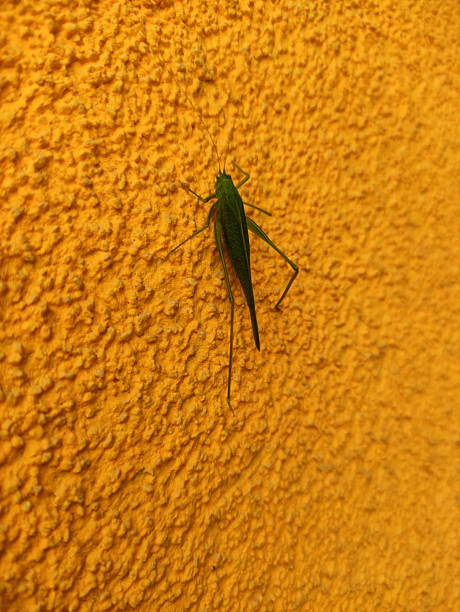 Gryllodes sigillatus