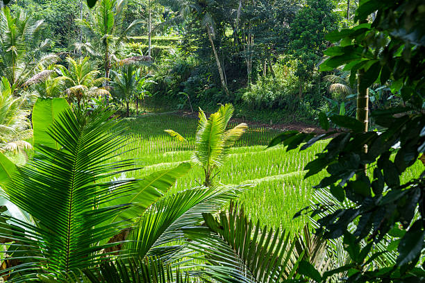 Field  Rice Terraces in Bali