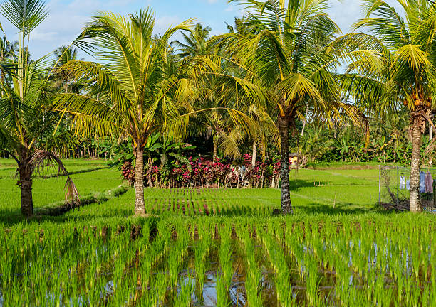 Fantastic Rice Terraces in Bali Indonesia