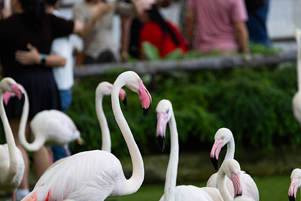 A flamingo is a tall, pink, social wading bird known for its long legs, S-shaped neck, and unique downward-curving bill used to filter food like algae and tiny crustaceans from water, getting its vibrant color from its diet. These birds live in large colonies, called \