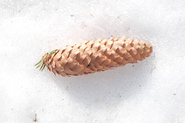 A warm, simple pine cone appearance: A simple pine cone gives a nostalgic warmth. The kindness of natural materials calms the mind.
