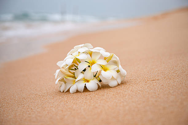 Frangipani Blossom Resting on Coarse Sand. Exotic Beach Scene With Natural Beauty and Relaxation. Perfect for Spa, Travel, and Holiday Concepts. Idyllic Tropical Background With Copy Space.