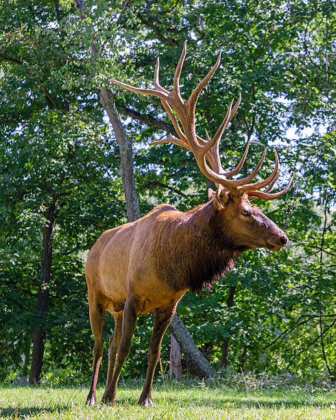 Bull elk with velvet antlers