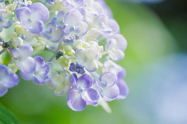 Hydrangeas in Ibaraki Prefecture in June 2025
