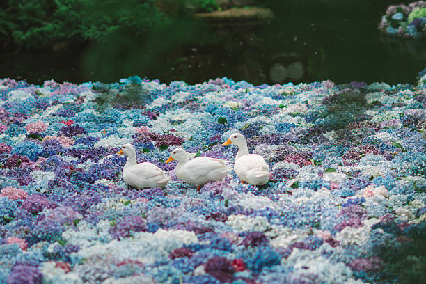 Hydrangeas in Ibaraki Prefecture in June 2025