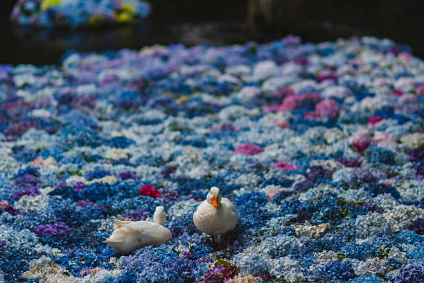 Hydrangeas in Ibaraki Prefecture in June 2025