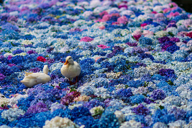 Hydrangeas in Ibaraki Prefecture in June 2025