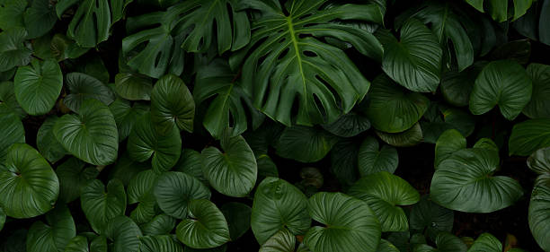 istock Leaves in the park concept dark green black background image(PHOTO) 2254353647