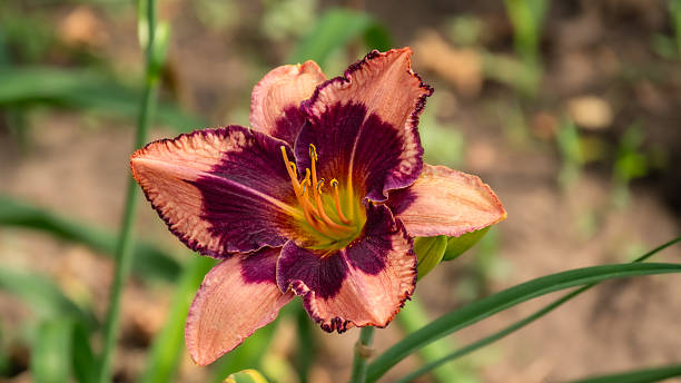 istock Dark Orange with a Red Center Daylily on a Green Background 2254353674