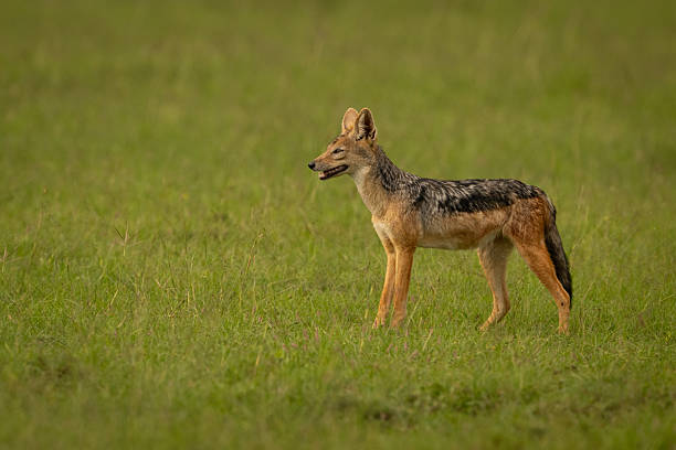 istock Black-backed jackal stands in profile on savannah 2254355764