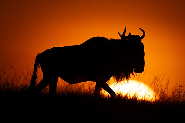 istock Blue wildebeest crosses horizon as sun rises 2254355791