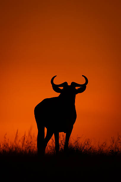 istock Blue wildebeest faces camera silhouetted on horizon 2254355800