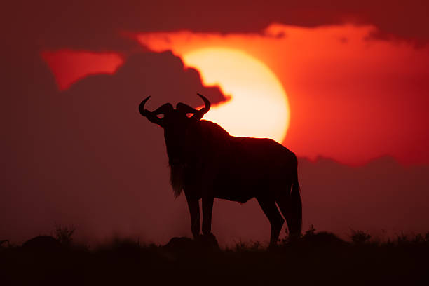 istock Blue wildebeest silhouette at sunset on skyline 2254355866