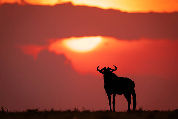 istock Blue wildebeest silhouette on horizon at sundown 2254355962