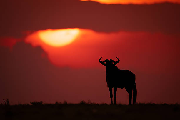 istock Blue wildebeest silhouette on skyline at sunset 2254356092