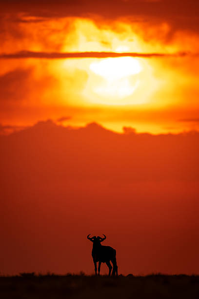 istock Blue wildebeest silhouetted on skyline at sundown 2254356109