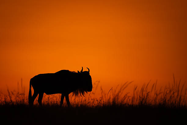 istock Blue wildebeest standing in silhouette on skyline 2254356114