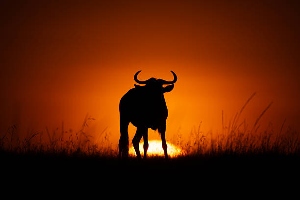 istock Blue wildebeest standing silhouetted as sun rises 2254356115