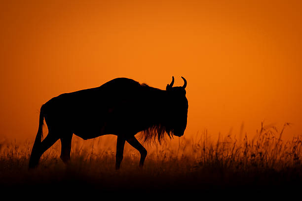 istock Blue wildebeest walking across horizon at dawn 2254356189