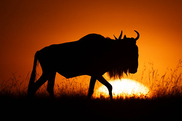 istock Blue wildebeest walks across horizon at dawn 2254356192