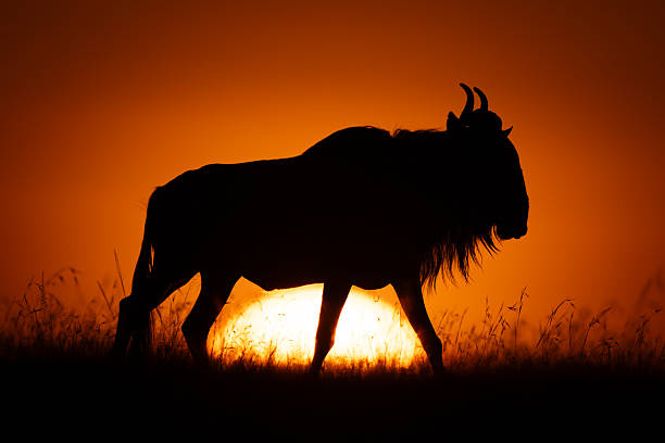 istock Blue wildebeest walks across skyline at sunrise 2254356193