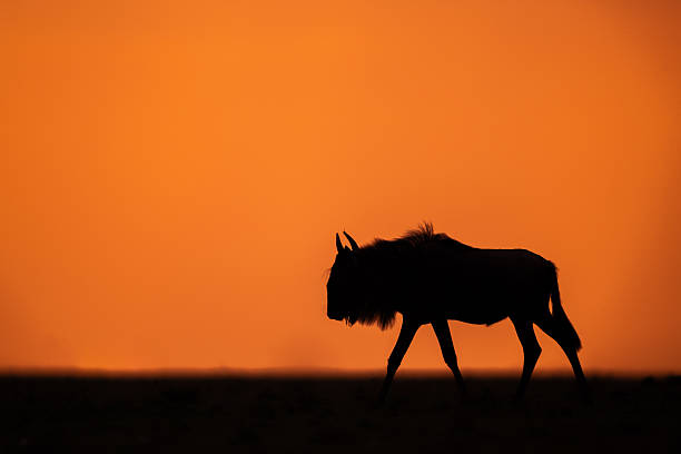 istock Blue wildebeest walks along horizon at sunset 2254356195