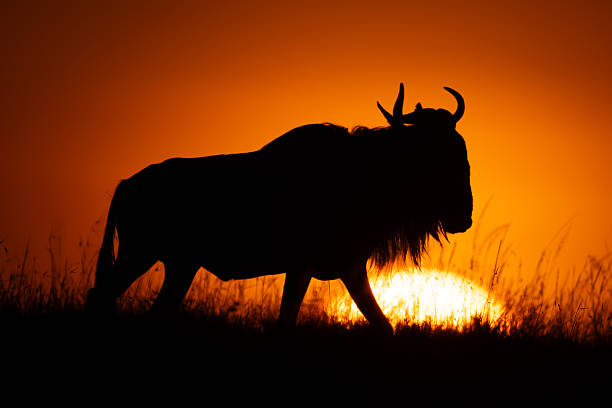 istock Blue wildebeest walks on horizon at sunrise 2254356197