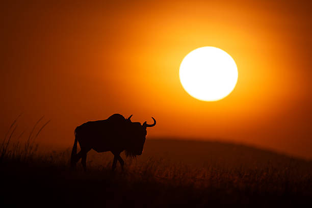 istock Blue wildebeest walks over savanna past sun 2254356201