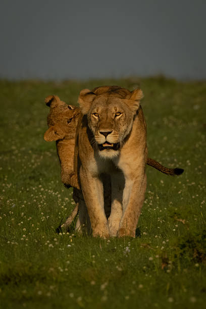 Cub climbing on walking lioness from behind