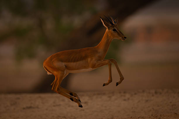 istock Young male impala gallops jumping in air 2254356302