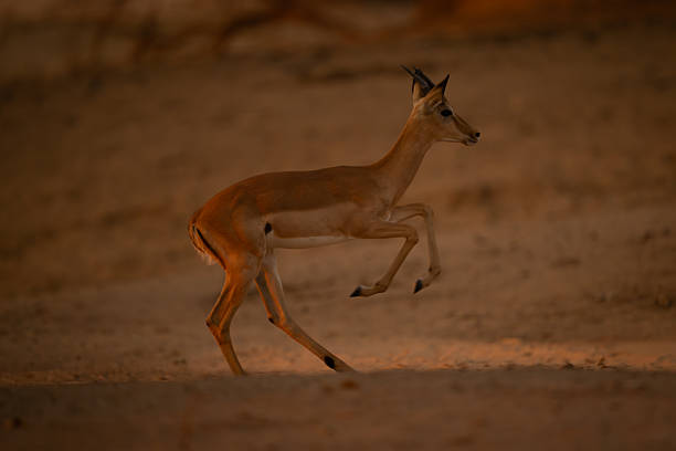 istock Young male impala gallops across sandy clearing 2254356305