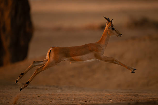 istock Young male impala jumping across sandy clearing 2254356312