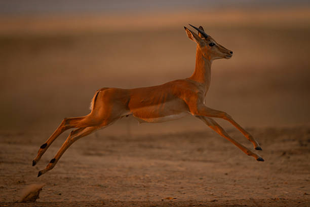 istock Young male impala jumps across sandy ground 2254356315