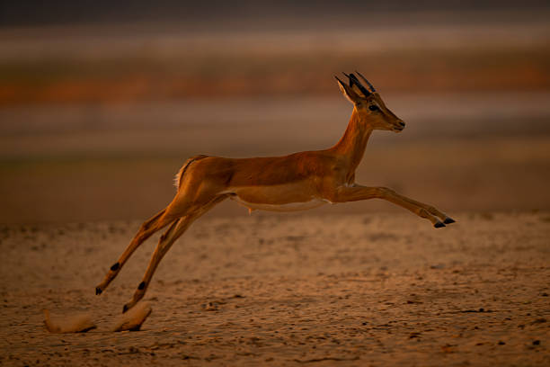 istock Young male impala jumps off hind legs 2254356321