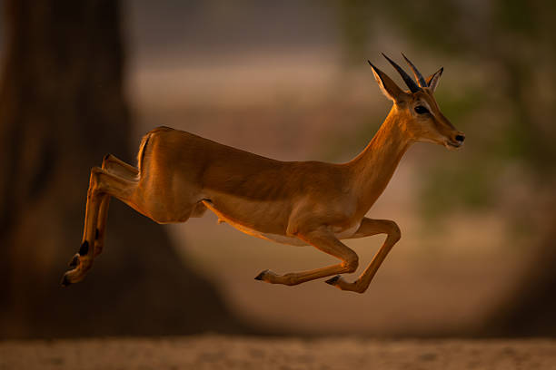 istock Young male impala jumps in the air 2254356322