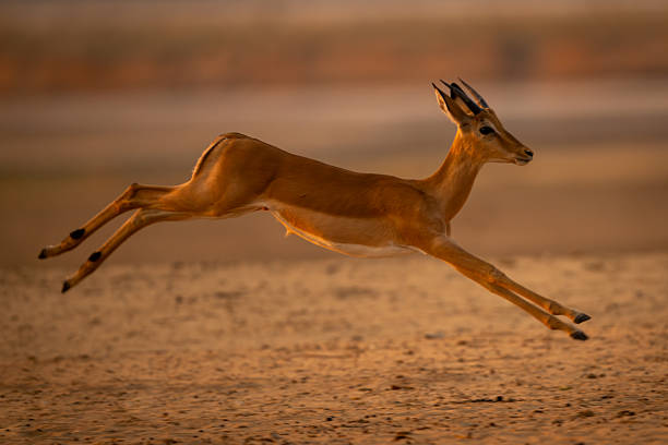 istock Young male impala jumps over sandy ground 2254356324
