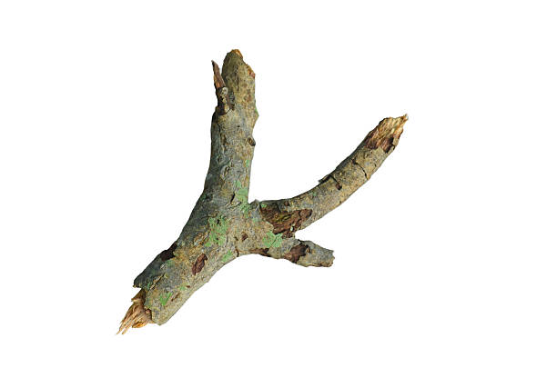 istock Y-Shaped Tree Branch with Pale Green Lichen Isolated on White Background 2254356389