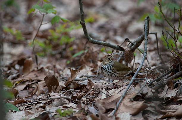 Ovenbird at Rocks State Park in Maryland during May