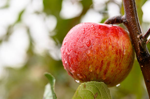 Fresh red apple hanging on a branch in an orchard after rain during late summer