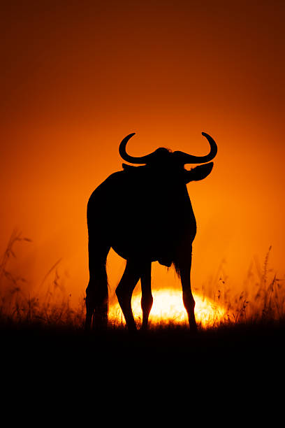 istock Blue wildebeest stands silhouetted as sun rises 2254358010