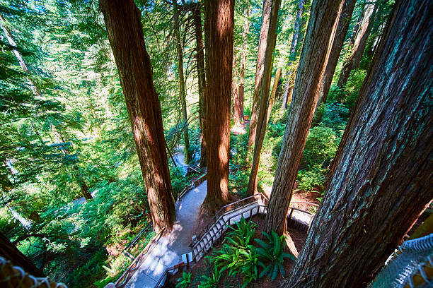 Explore the serene beauty of Northern California's redwood forests along the winding pathway at Trees of Mystery in Klamath. Towering redwoods, lush ferns, and sun-dappled trails create an enchanting nature experience.