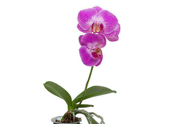 istock Blooming phalaenopsis orchid is a Arcadia. 2254358620