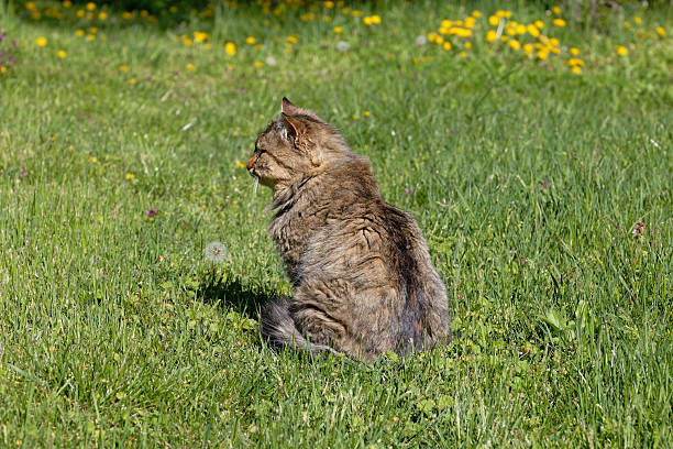 A beautiful cat sits in a lush green meadow on a sunny day. The feline looks alert, surveying its surroundings in a field of green.