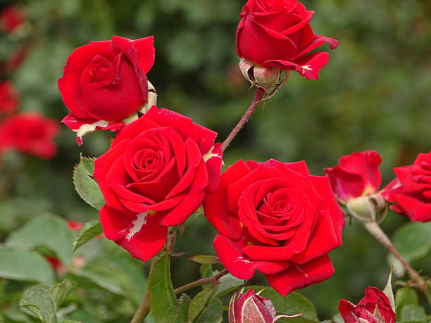 istock THE VIBRANT RED ROSES 2254359388