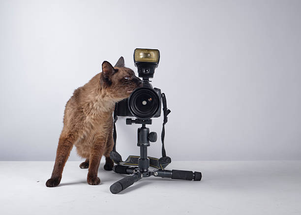 istock The cat photographer. Studio photography. White background. Props. Camera 2254359606